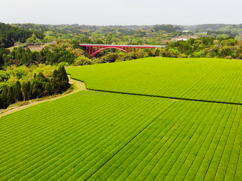 和香園の茶園